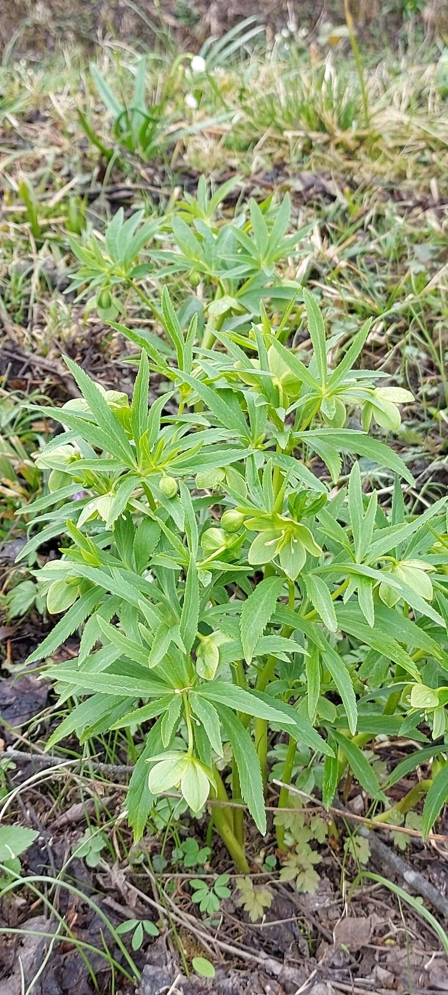 Image of Helleborus dumetorum subsp. dumetorum