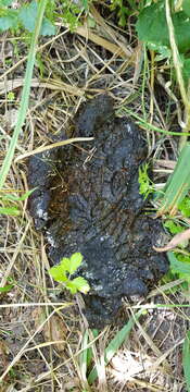 Image of Himalayan brown bear