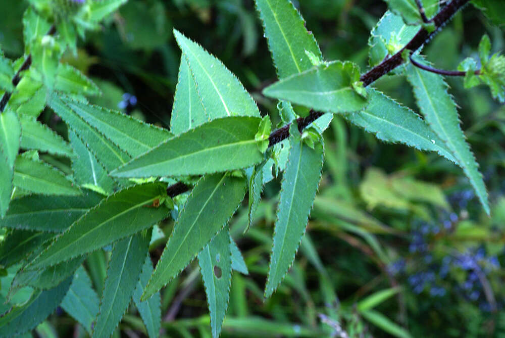 Image of Cirsium vlassovianum Fisch. ex DC.