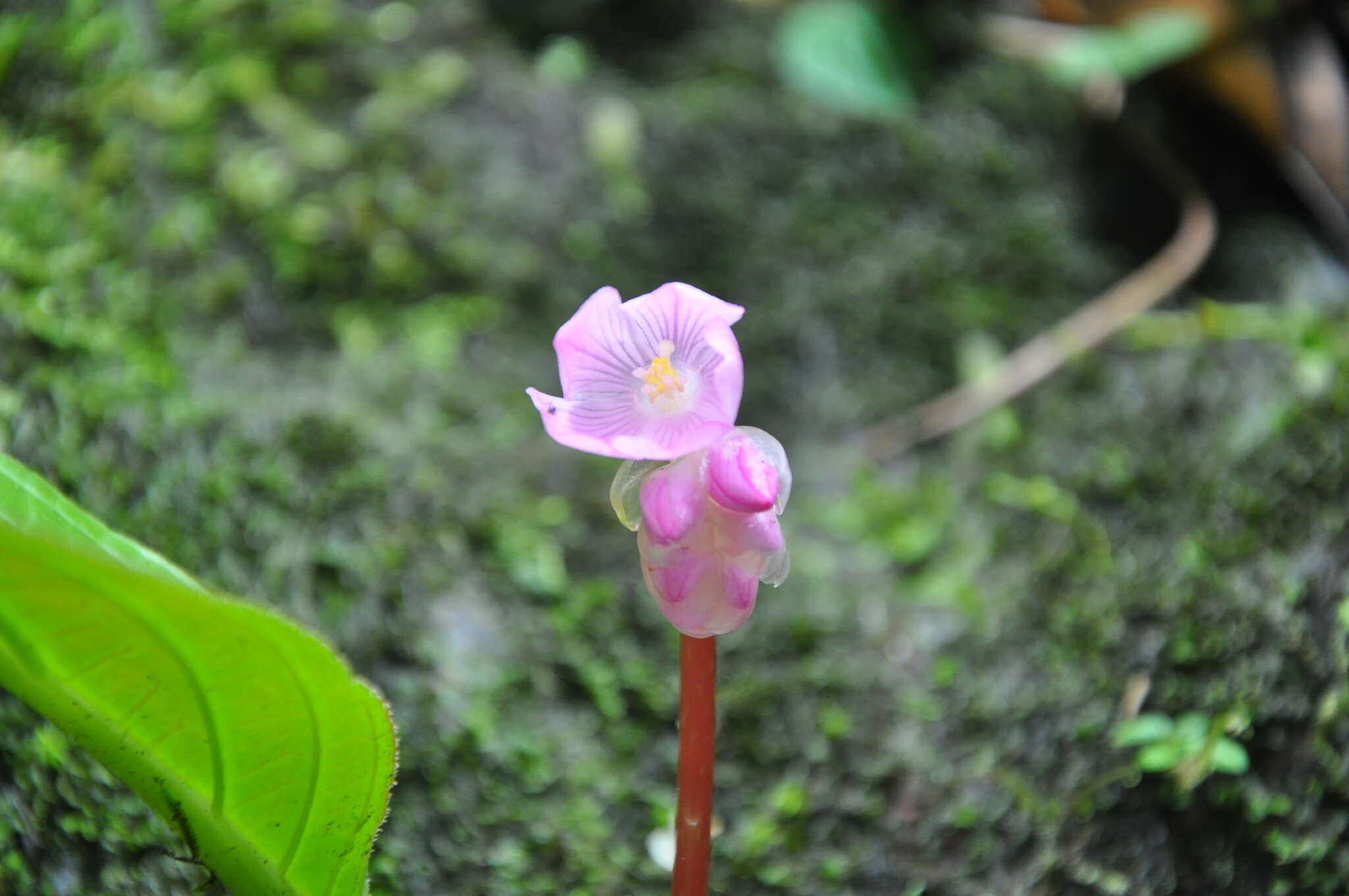 Image of Monolena multiflora R. H. Warner