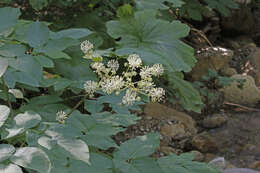 Image of California spikenard