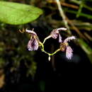 Image of Stelis villosa (Knowles & Westc.) Pridgeon & M. W. Chase