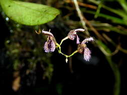 Image of Stelis villosa (Knowles & Westc.) Pridgeon & M. W. Chase