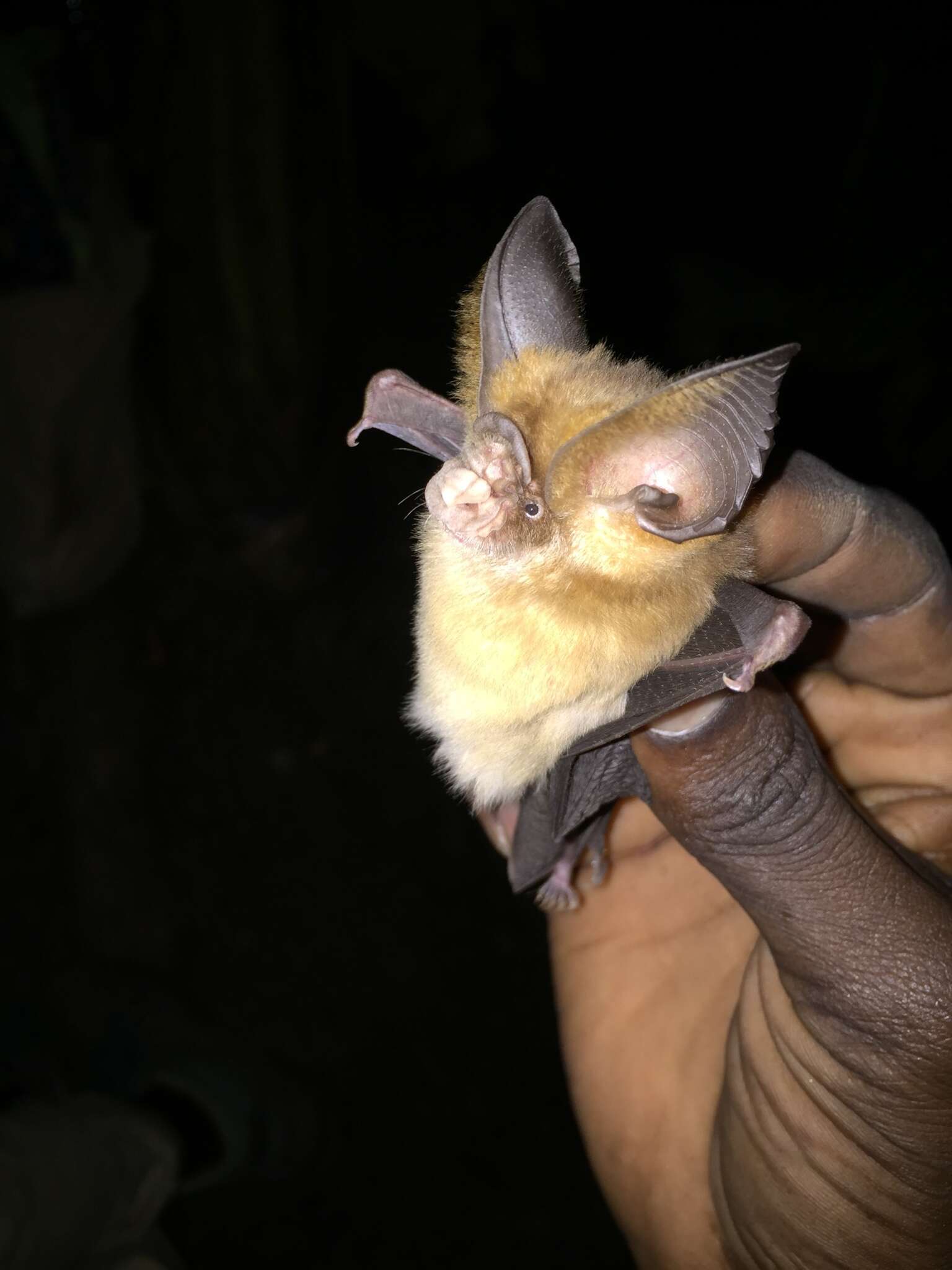 Image of Hipposideros jonesi Hayman 1947