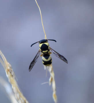 Euodynerus variegatus (Fabricius 1793)的圖片