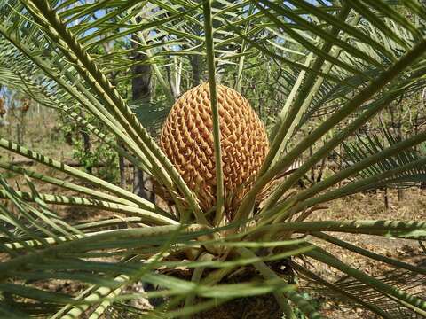 Image of Cycas armstrongii Miq.