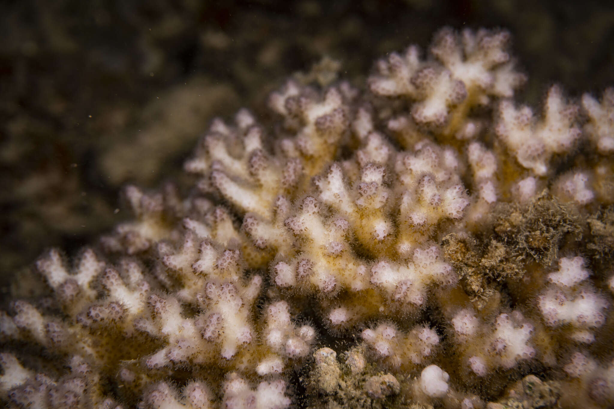 Sivun Pocillopora damicornis (Linnaeus 1758) kuva