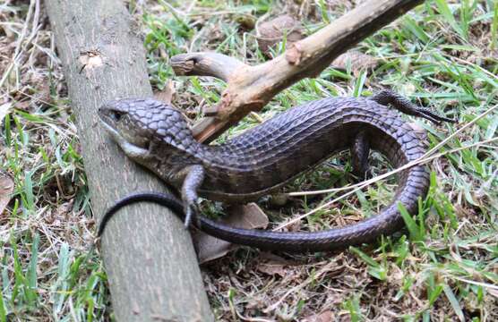 Image of Herrera's Alligator Lizard