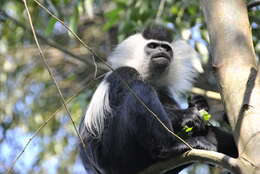 Image of Colobus angolensis ruwenzorii Thomas 1901