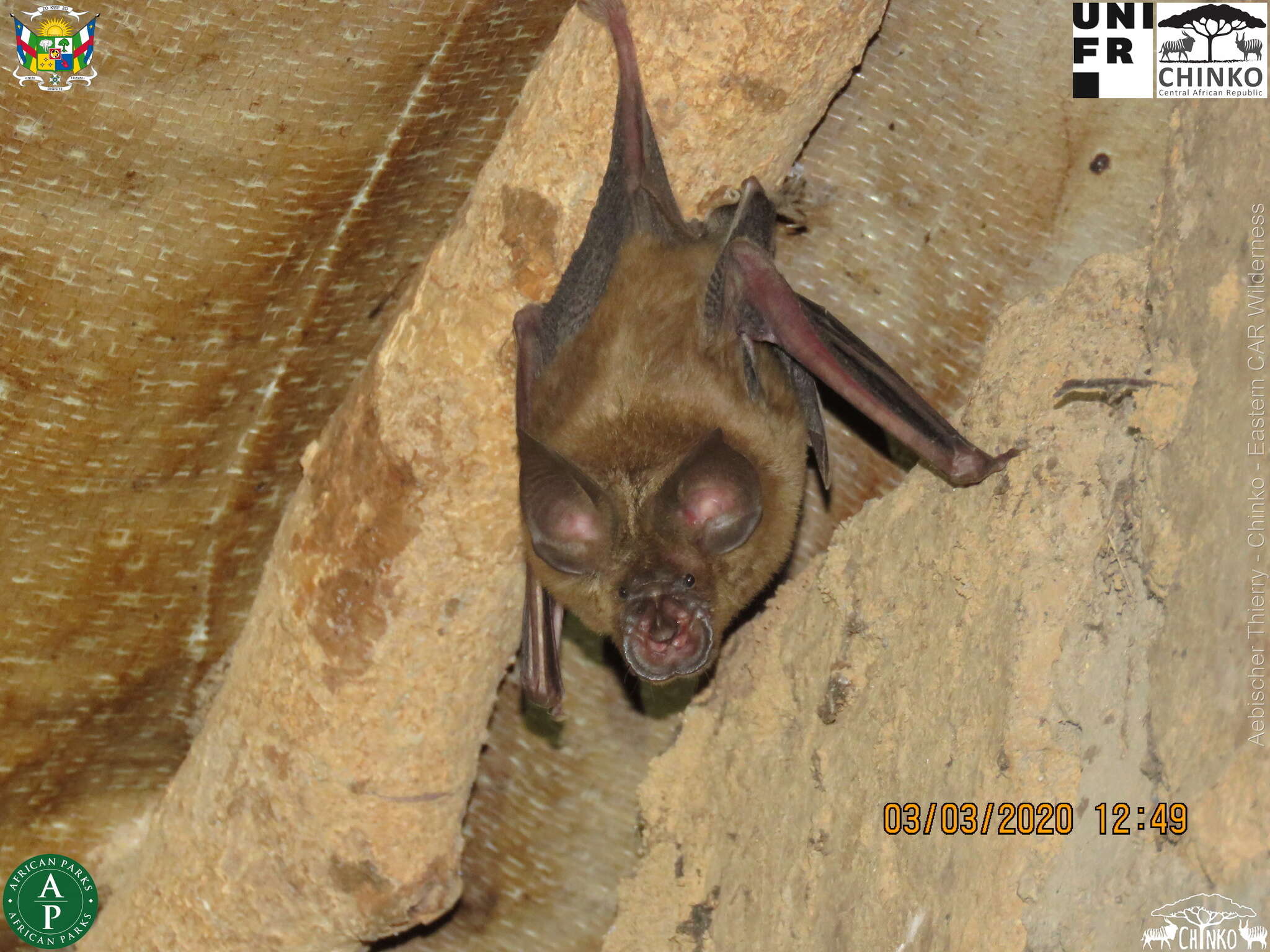 Image of Rüppell's Horseshoe Bat