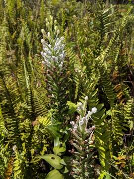 Image of Tropical False Rein Orchid