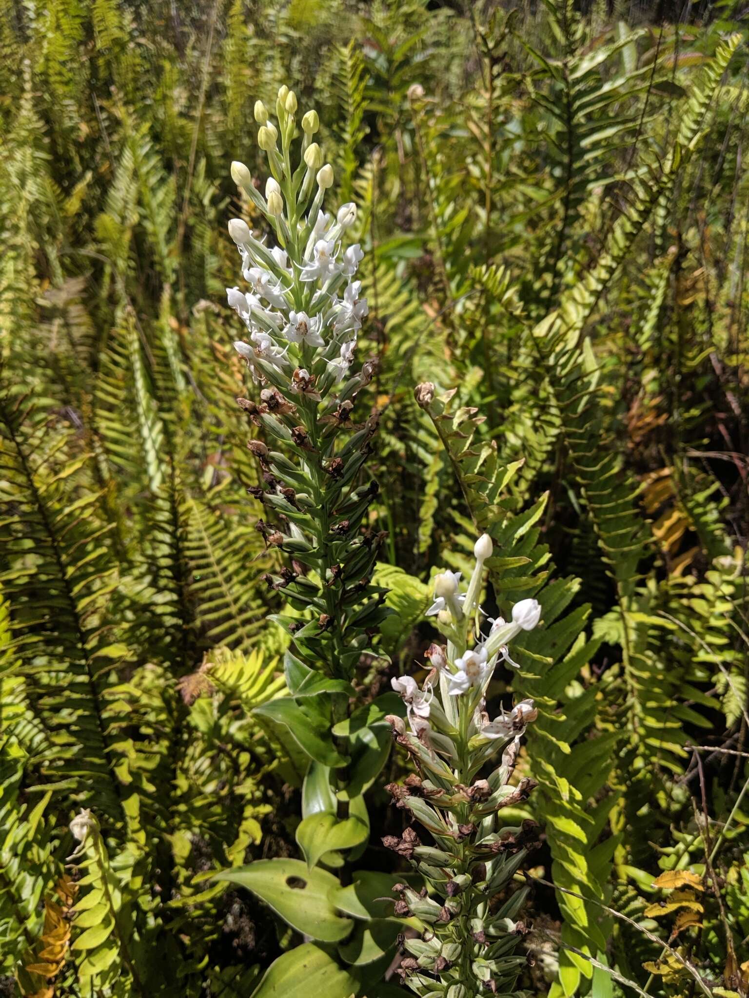 Image of Tropical False Rein Orchid