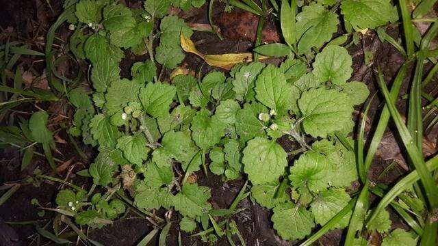 Image of Dichrocephala integrifolia subsp. integrifolia