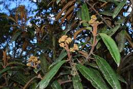 صورة Miconia lanceolata (Desr.) DC.