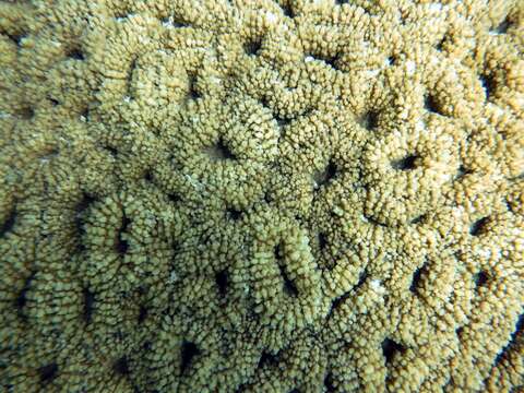 Image of Brain Root Coral