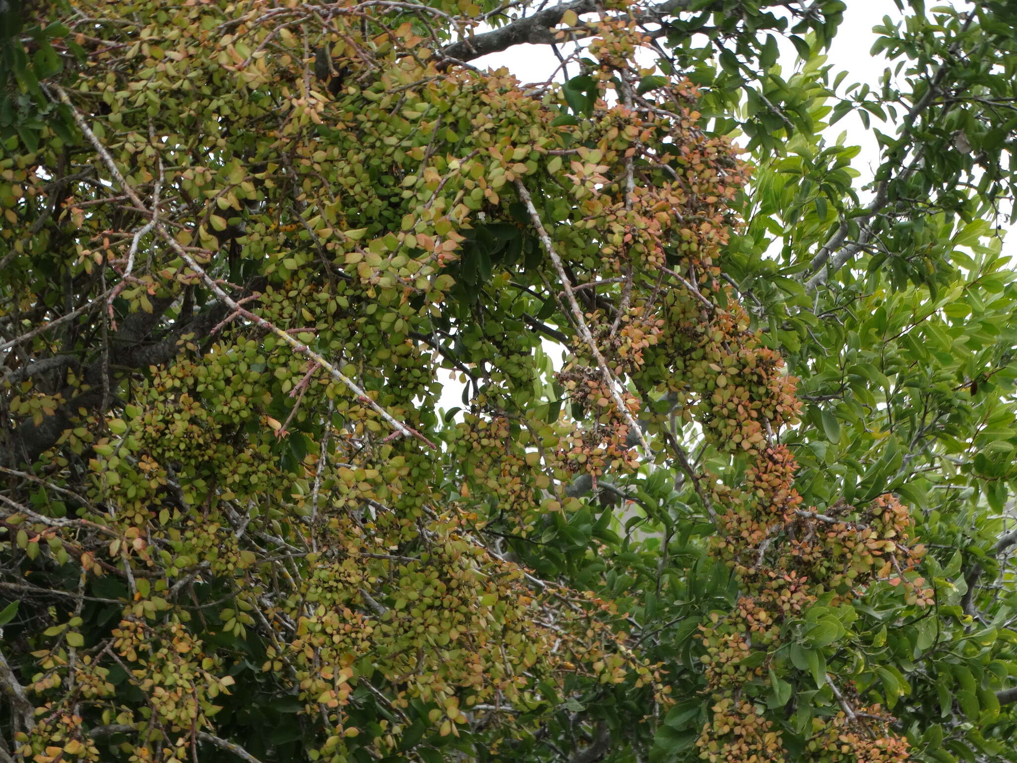 Image of Pereskiopsis porteri (Brandegee ex F. A. C. Weber) Britton & Rose