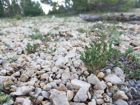 Image of Monti's milkvetch