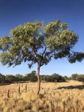 Image of Inland bloodwood