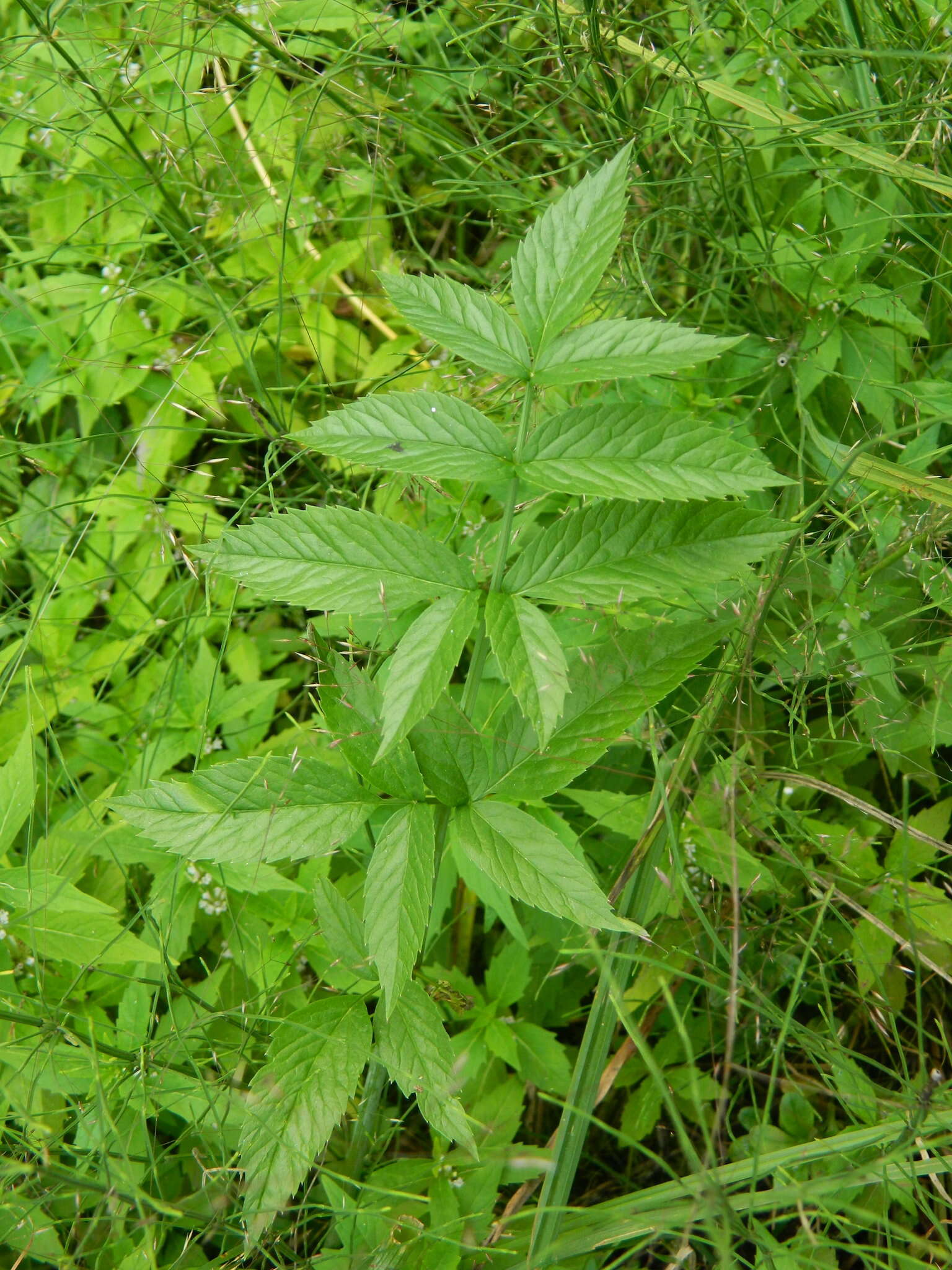 Image of western water hemlock