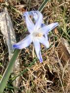 Image de Scilla luciliae (Boiss.) Speta