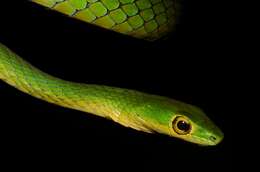 Image of Cameroons Wood Snake