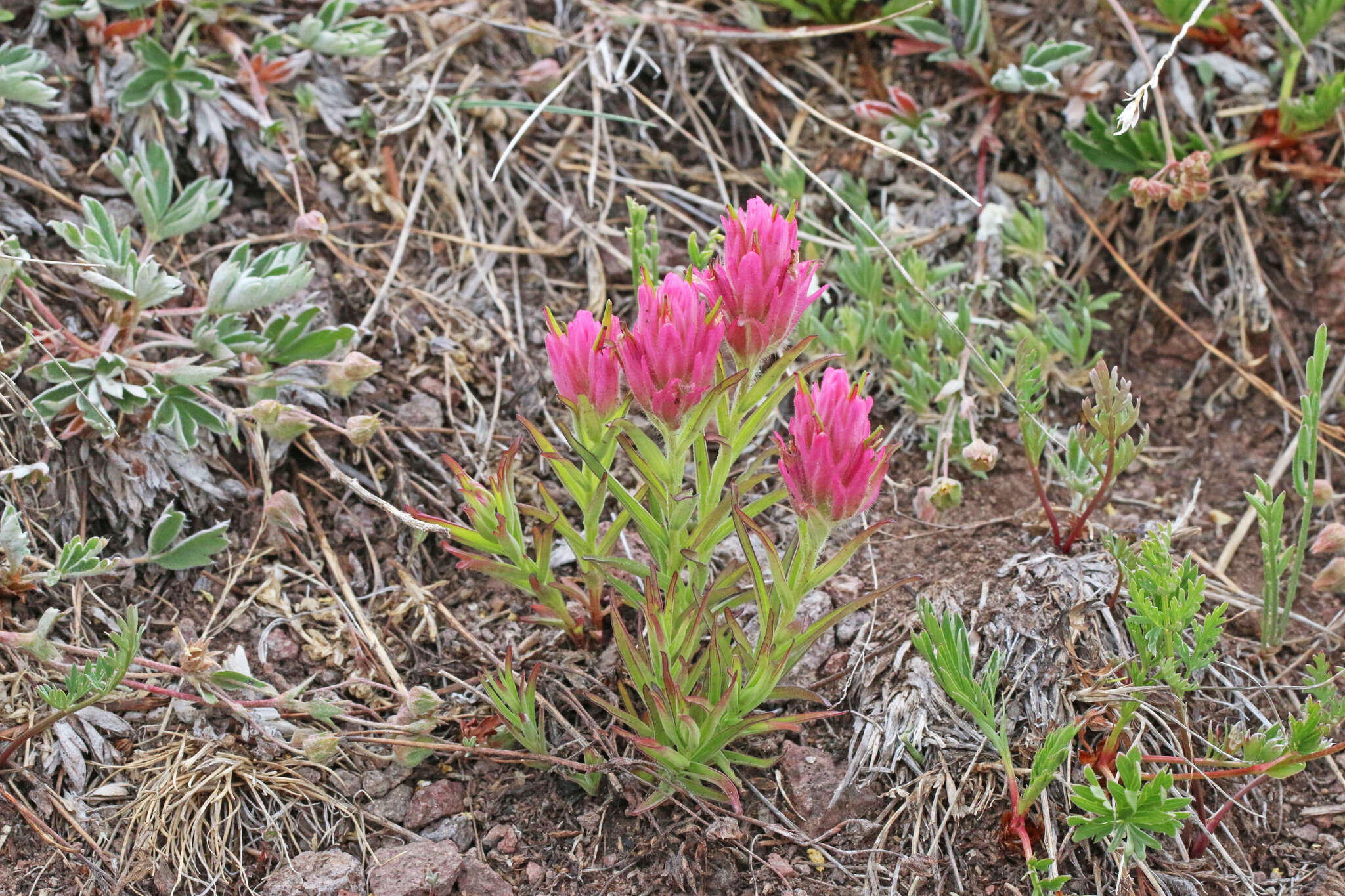 Image of Tushar Plateau Indian paintbrush