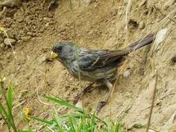 Image of Band-tailed Seedeater