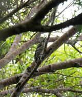 Image of Philippine Pygmy Woodpecker