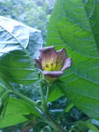 Image of Belladonna