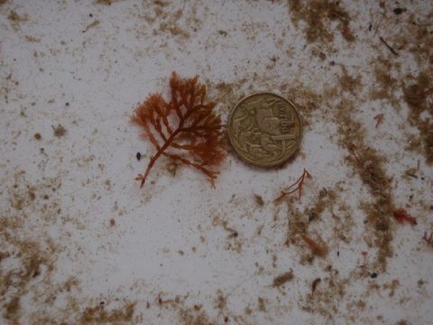 Image of Rhabdonia