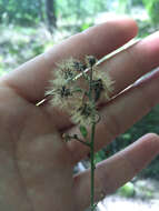 Image of rough hawkweed