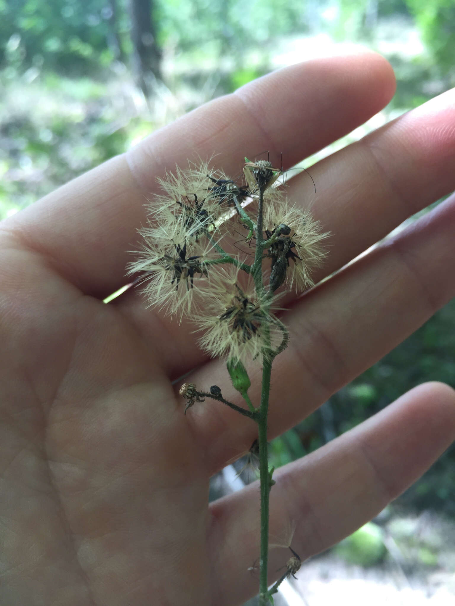 Image of rough hawkweed