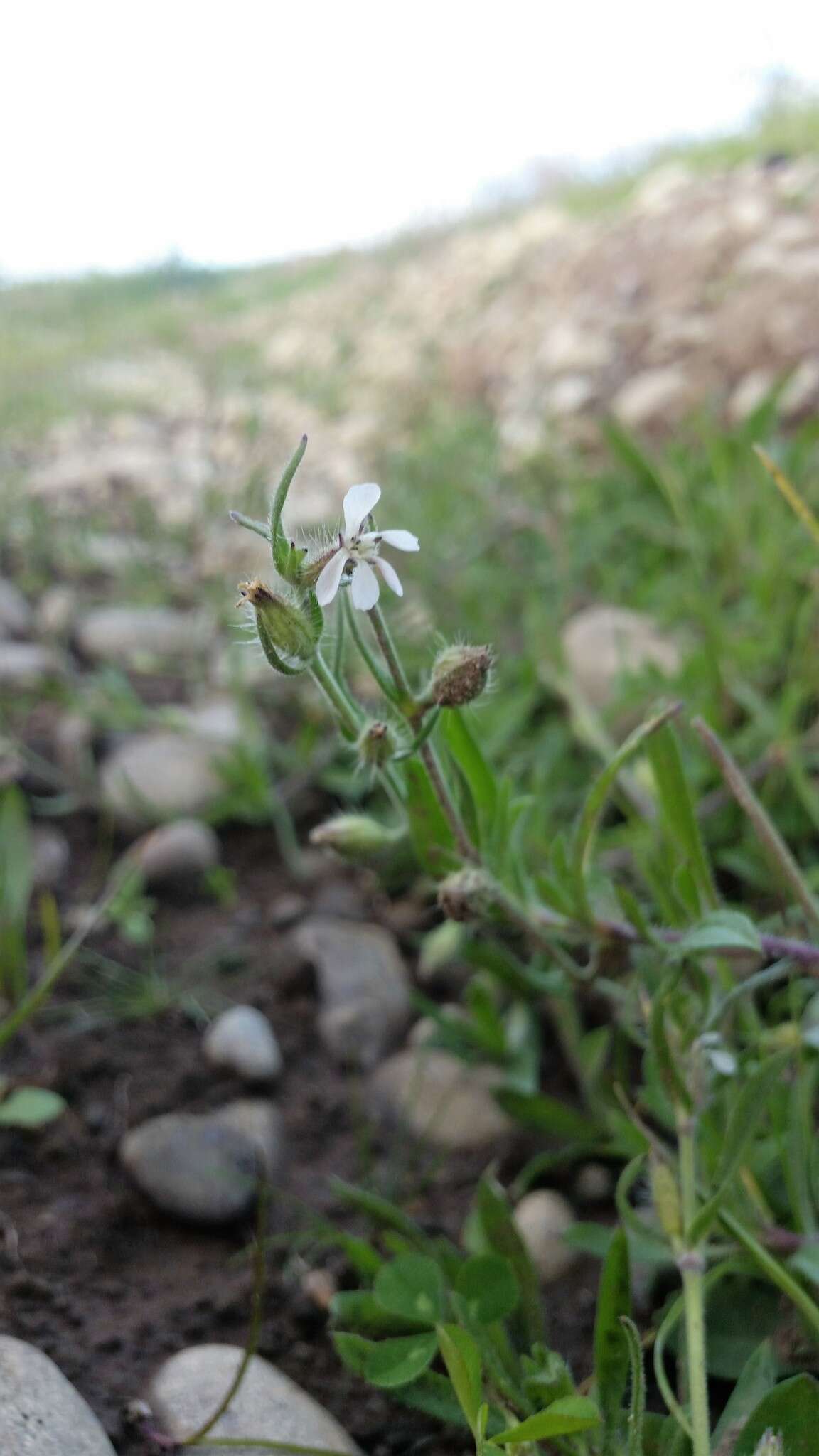 Image of common catchfly