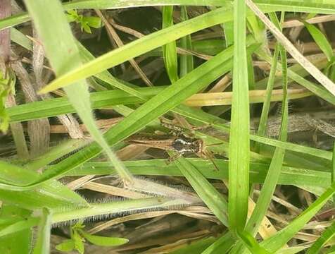 Baeacris punctulata (Thunberg 1824)的圖片