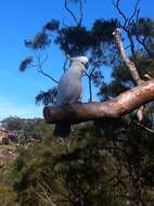 Image of Sulphur-crested Cockatoo