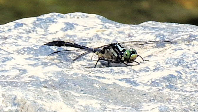 Image of Hylogomphus viridifrons (Hine 1901)