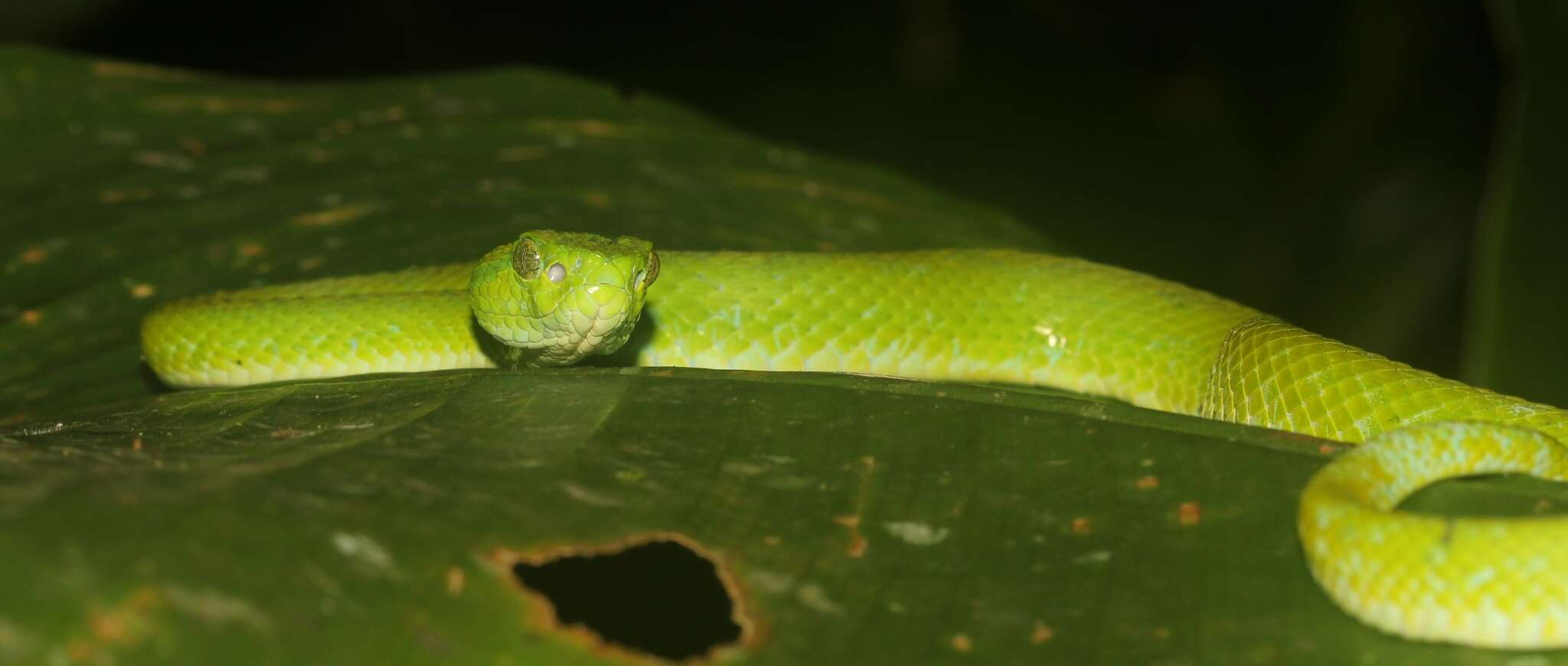 Image of March's Palm Pit Viper