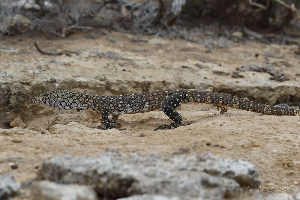 Image of Perentie