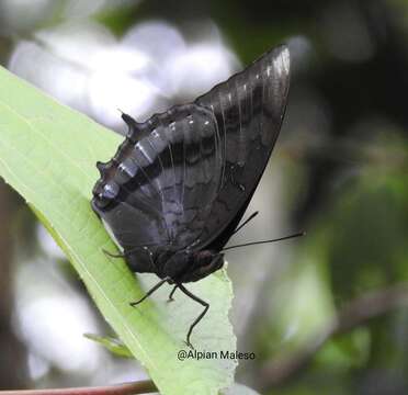 Image of <i>Charaxes setan</i>