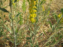 Sivun Solidago velutina DC. kuva