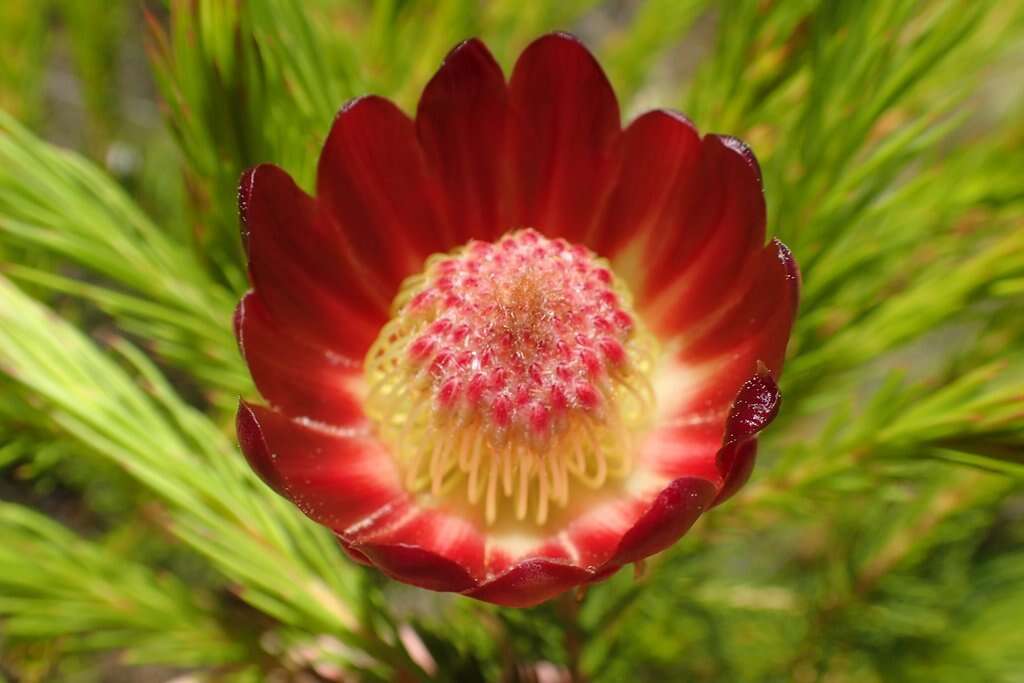 Image of Protea nana (Berg.) Thunb.