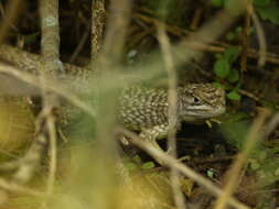 Image of Günther's Whorltail Iguana