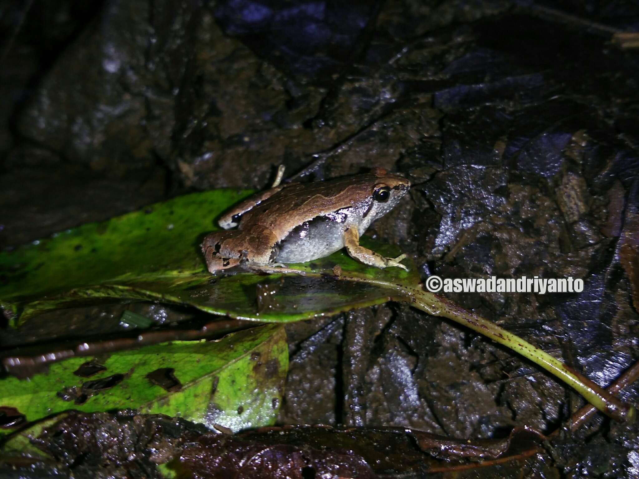 Слика од Microhyla achatina Tschudi 1838