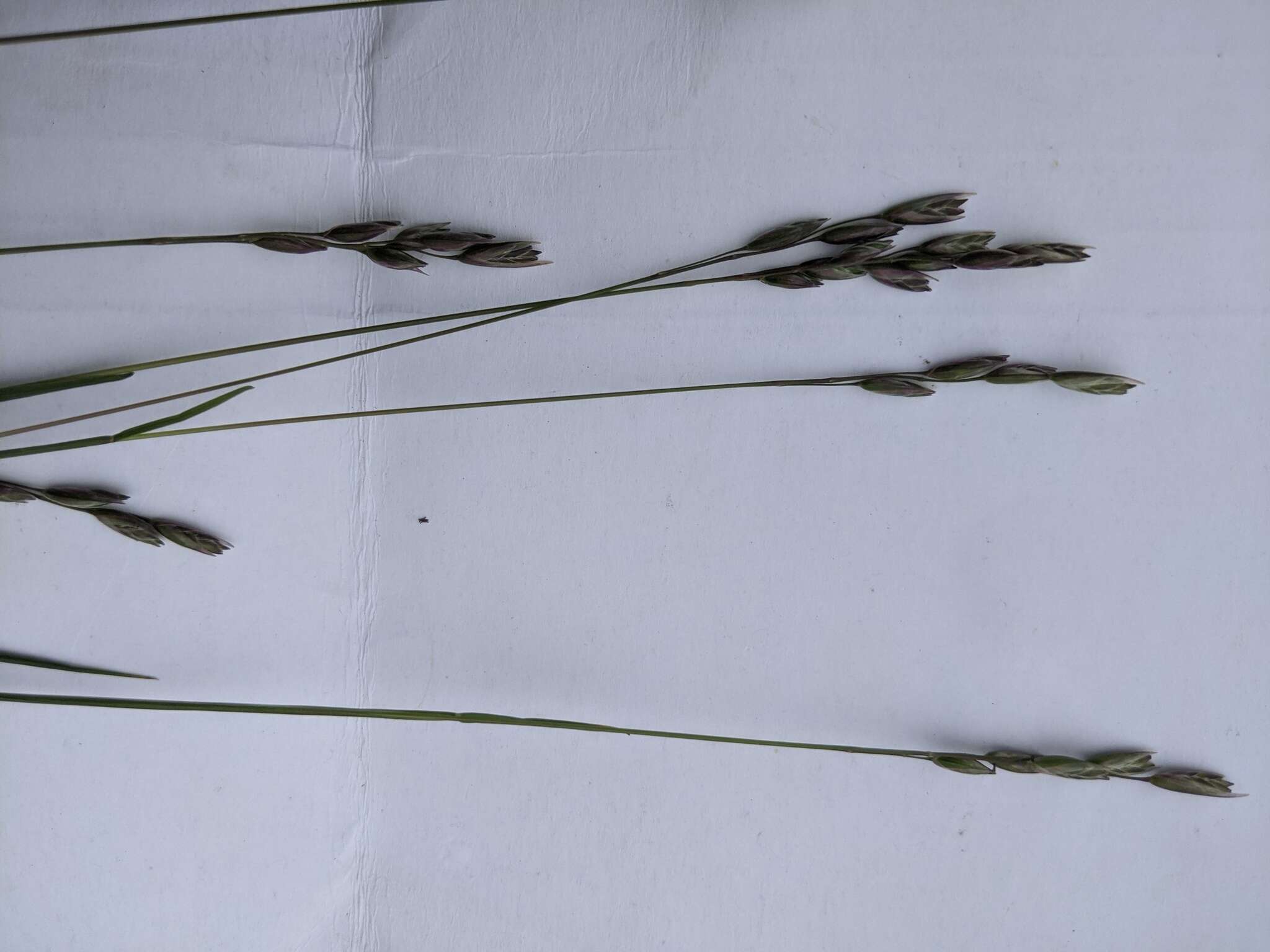 Image of common heathgrass