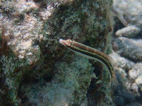 Image of Clown Wrasse