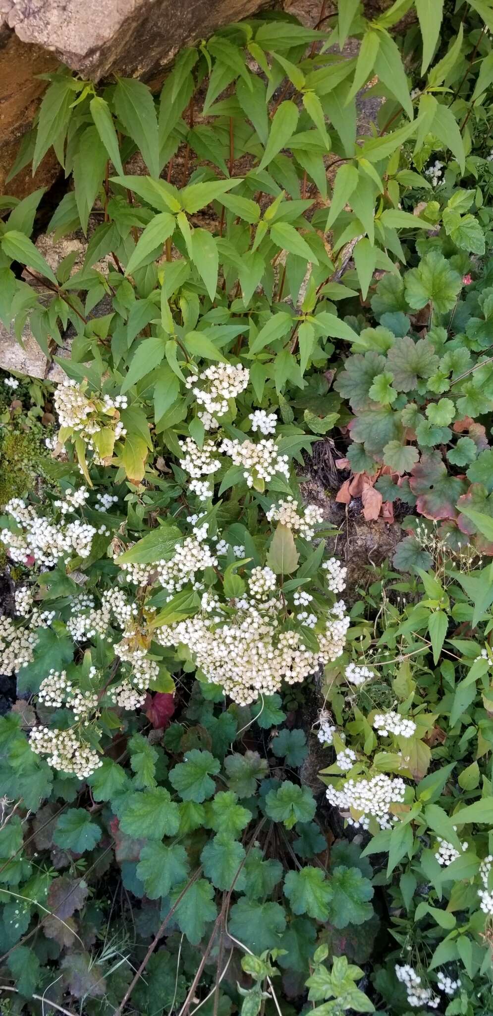 Image of Santa Rita snakeroot