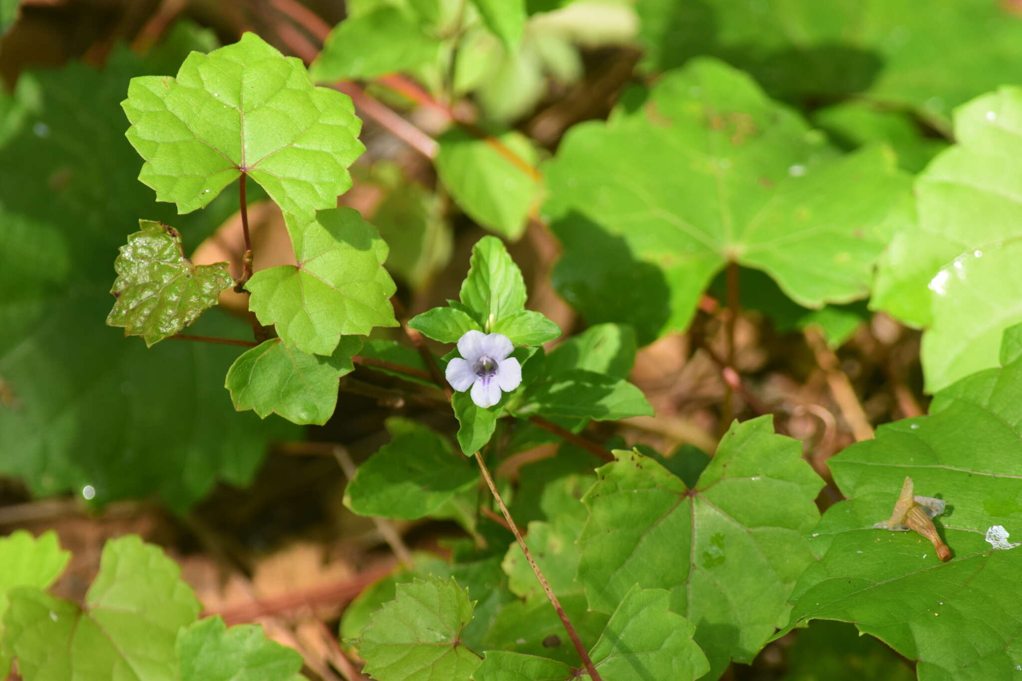 Image of Swamp Snakeherb