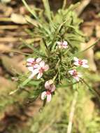 Sivun Stylidium adnatum R. Br. kuva