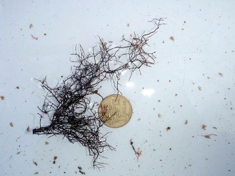 Image of <i>Ahnfeltia plicata</i>