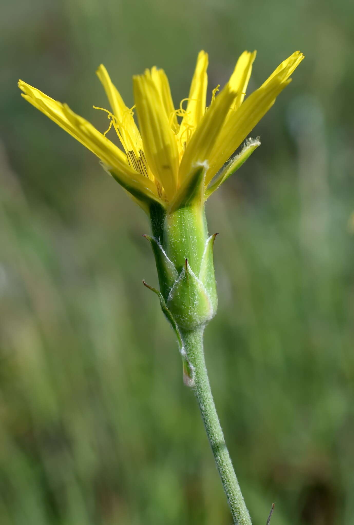 Image of Pseudopodospermum strictum (Hornem.) Zaika, Sukhor & N. Kilian